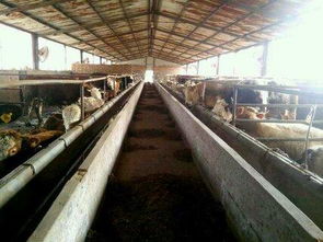 山东海水养殖技术研发的领军者 国家级示范养殖基地探析