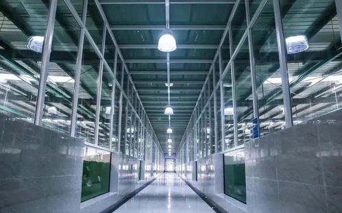 工厂化养石斑鱼 海水养殖技术的创新突破