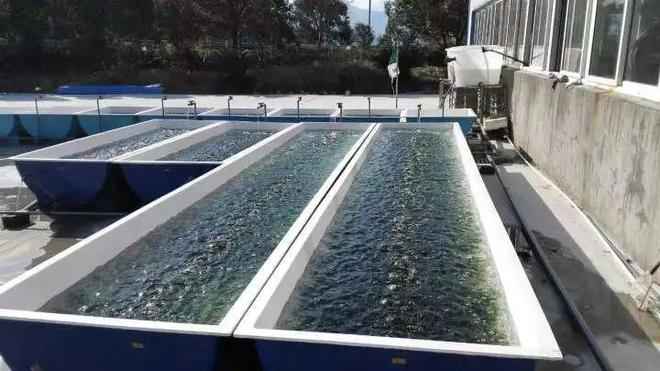 春日海味正当时 象山海水养殖技术研发引领鲜味新篇章