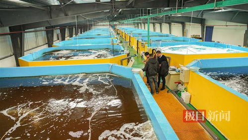 武汉内陆研发海水养殖技术，2毫米对虾苗两月游上市民餐桌