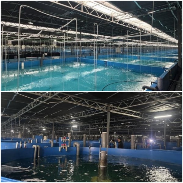 永川区委农业农村工委委员盘宏一行赴彭州调研海水养殖技术研发进展