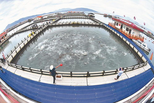 海清鱼跃喜丰收 海水养殖技术研发的突破与前景