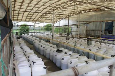 单体牡蛎海水养殖技术研发探析