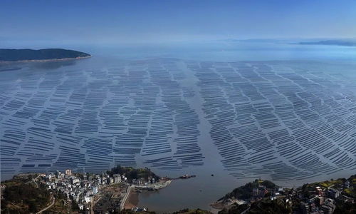 洞头区 以科技创新澎湃海洋经济高质量发展新动能，海水养殖技术研发走在前列