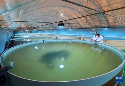 河北唐山 特色海产养殖促增收，海水养殖技术研发助发展
